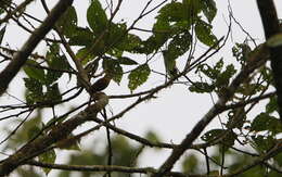 Image of Scaly-throated Foliage-gleaner