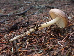 Image of Rhodocollybia oregonensis (A. H. Sm.) Lennox 1979