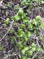 Sivun Psydrax odorata subsp. buxifolia (Benth.) S. T. Reynolds kuva