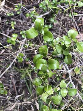 صورة Psydrax odorata subsp. buxifolia (Benth.) S. T. Reynolds