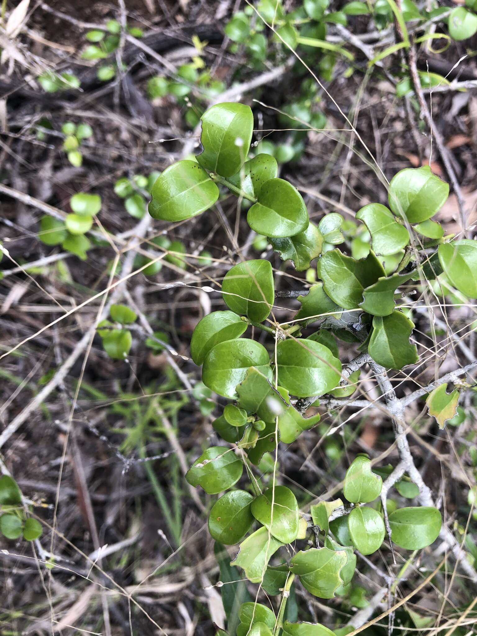 Sivun Psydrax odorata subsp. buxifolia (Benth.) S. T. Reynolds kuva