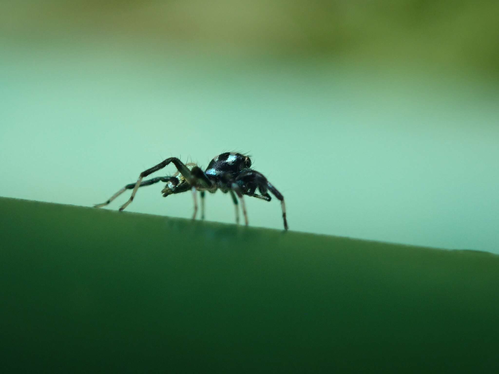 Image of Phintella accentifera (Simon 1901)