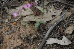 Stylidium brunonianum subsp. brunonianum resmi