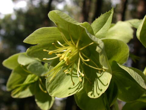 Image of Corsican hellebore