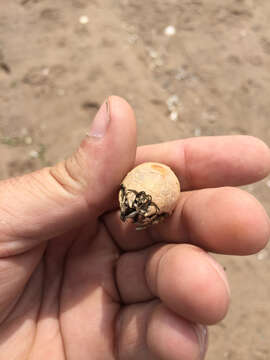 Image of Atlantic Mole Crab