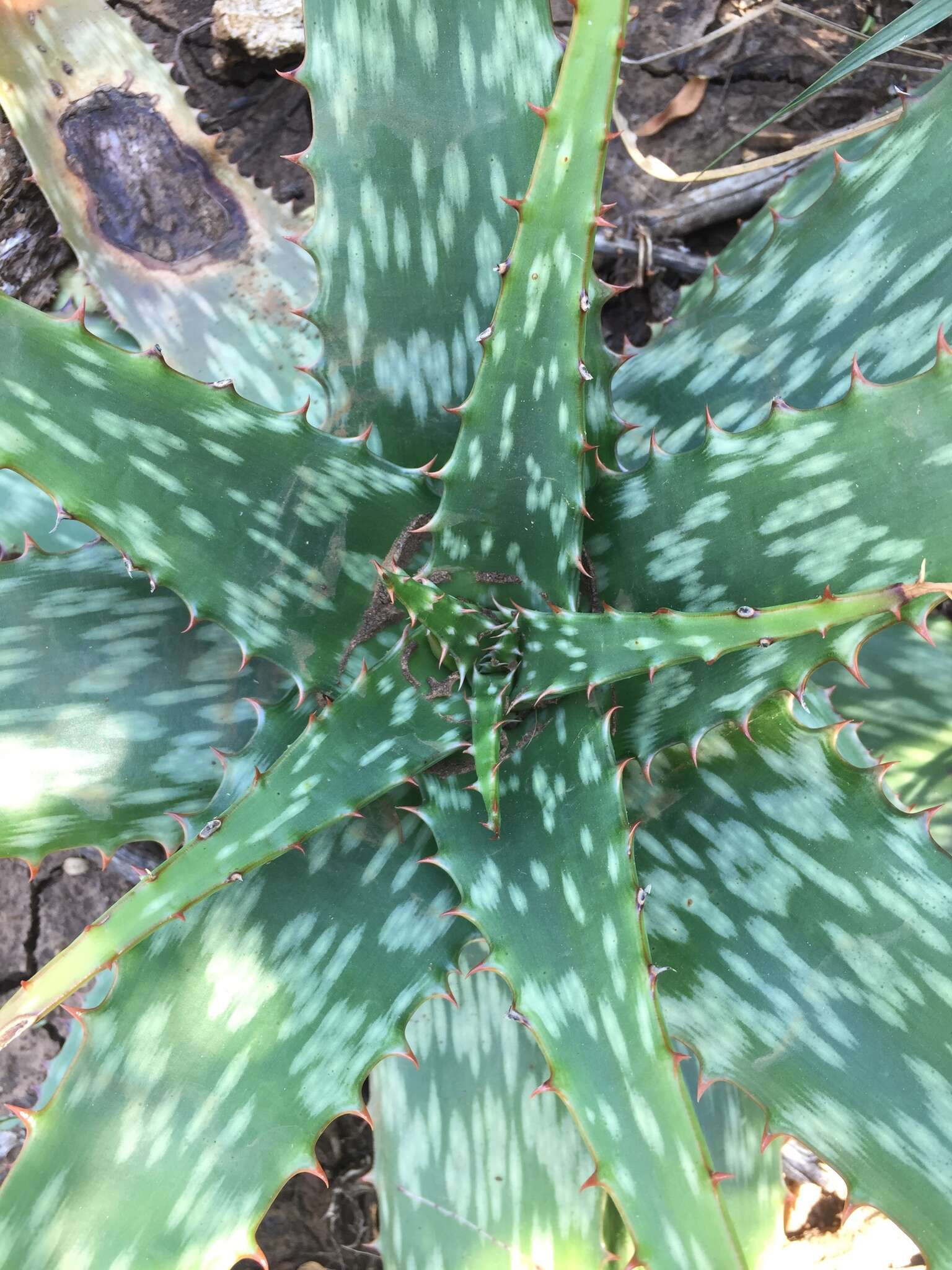 Image of Aloe transvaalensis Kuntze