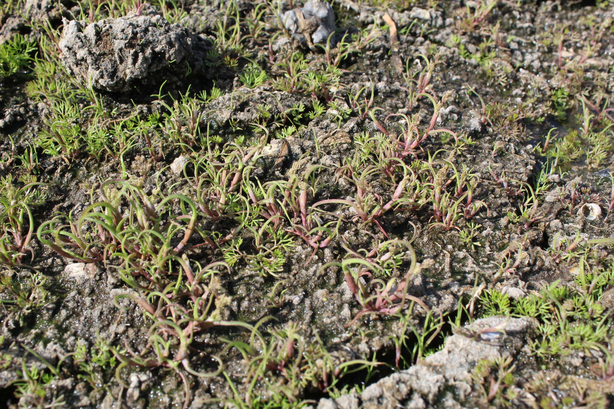 Image of mossgrass