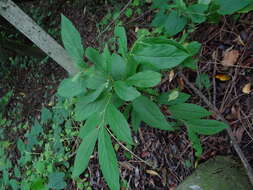 Image de Diospyros japonica Siebold & Zucc.