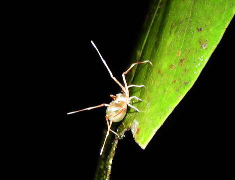 Слика од Amyciaea albomaculata (O. Pickard-Cambridge 1874)