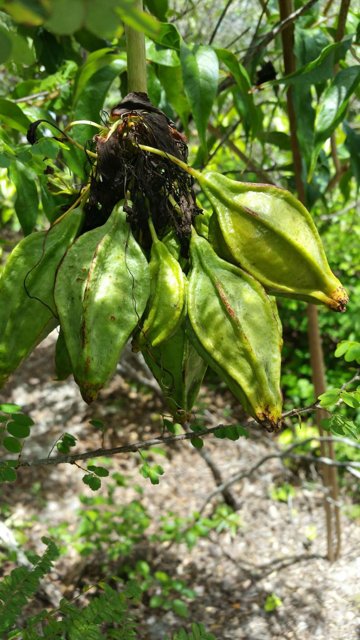 Tacca leontopetaloides (L.) Kuntze resmi