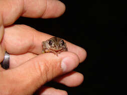 Image of Rattling Frog