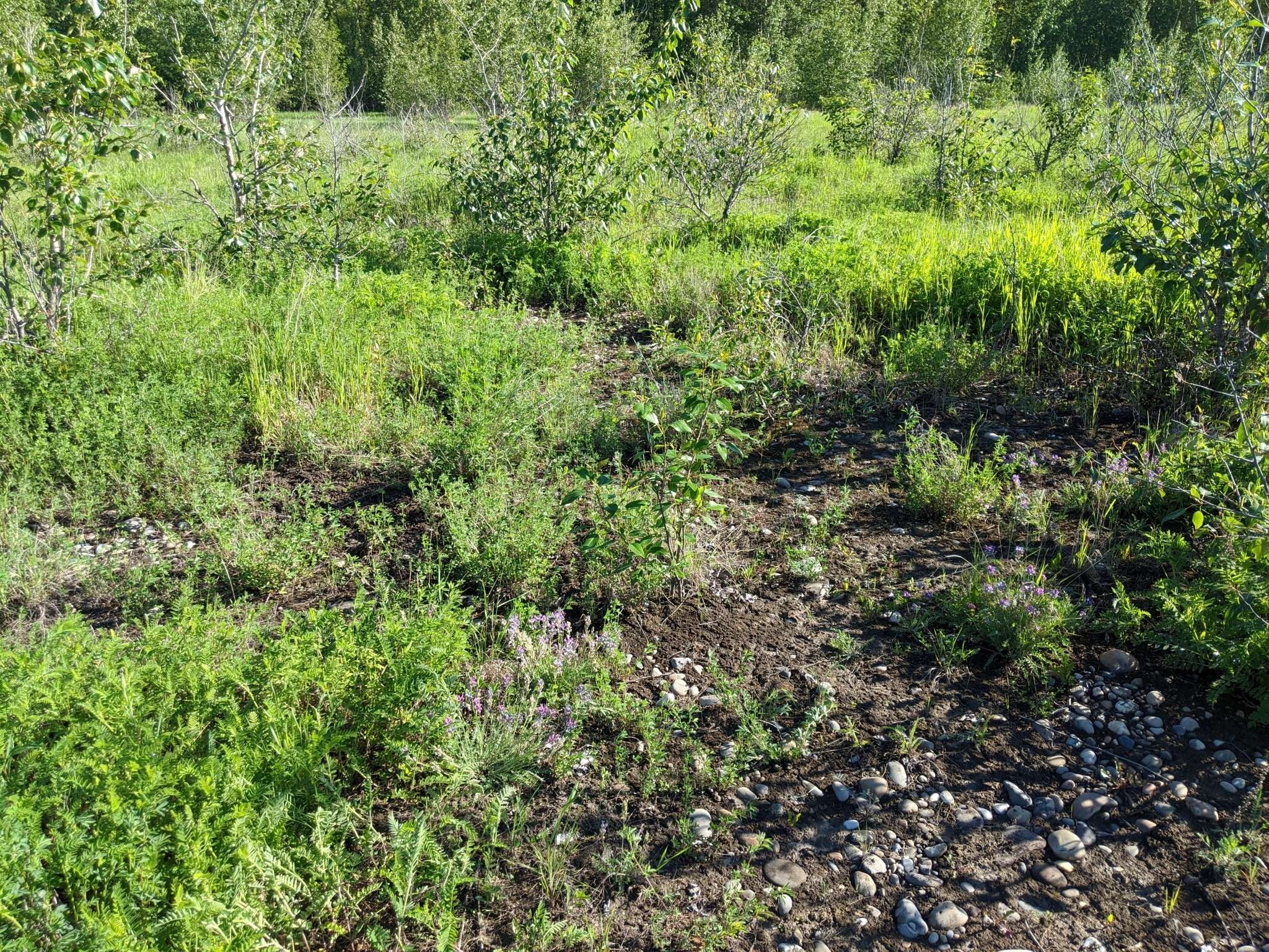 Слика од <i>Oxytropis campestris</i> var. <i>davisii</i> S. L. Welsh