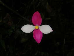 Image of Begonia betsimisaraka Humbert