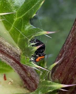 Image of Phidippus princeps pulcherrimus Keyserling 1885