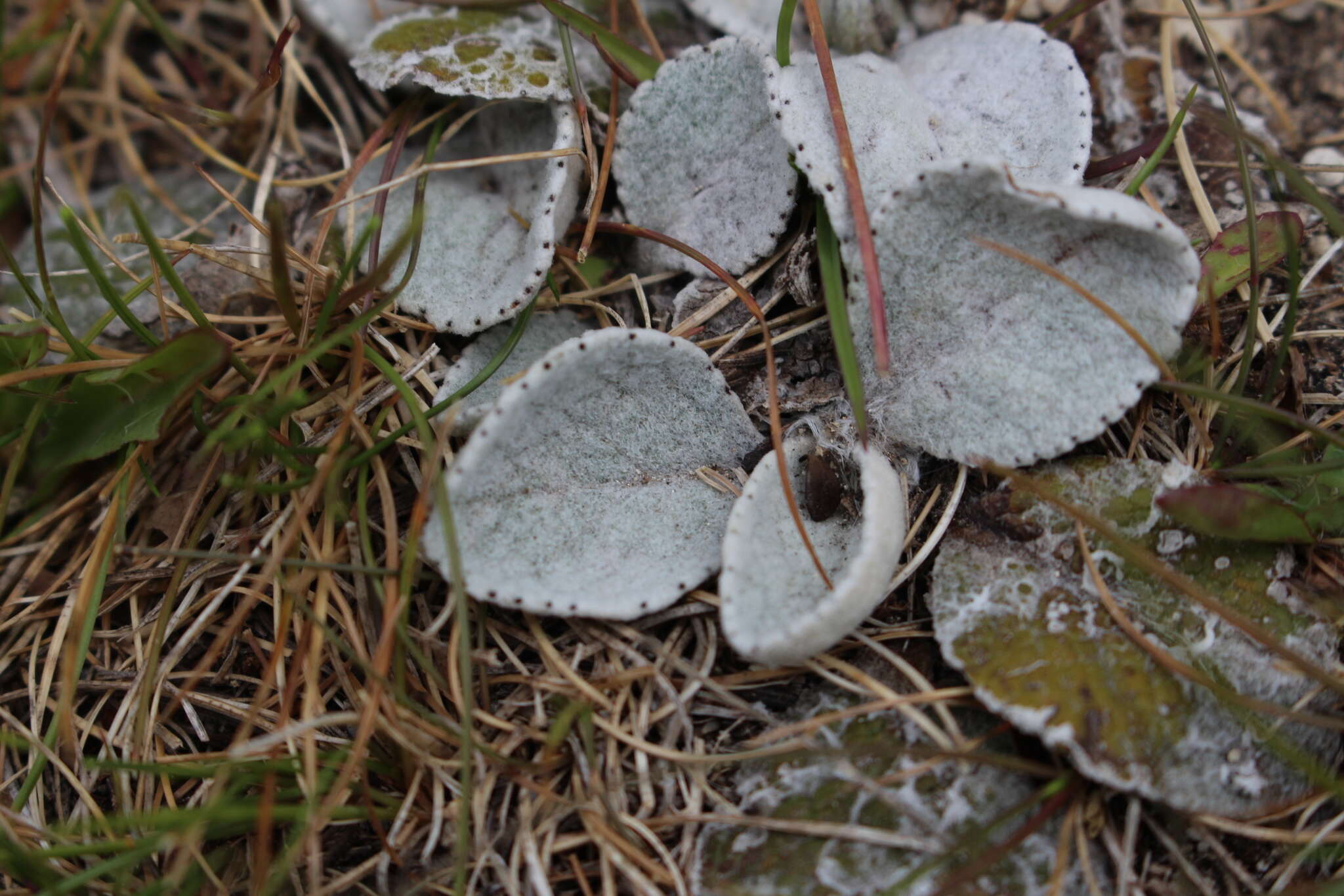 Image of Brachyglottis haastii (Hook. fil.) B. Nord.