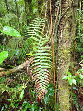 Image of Serpocaulon dissimile (L.) A. R. Sm.