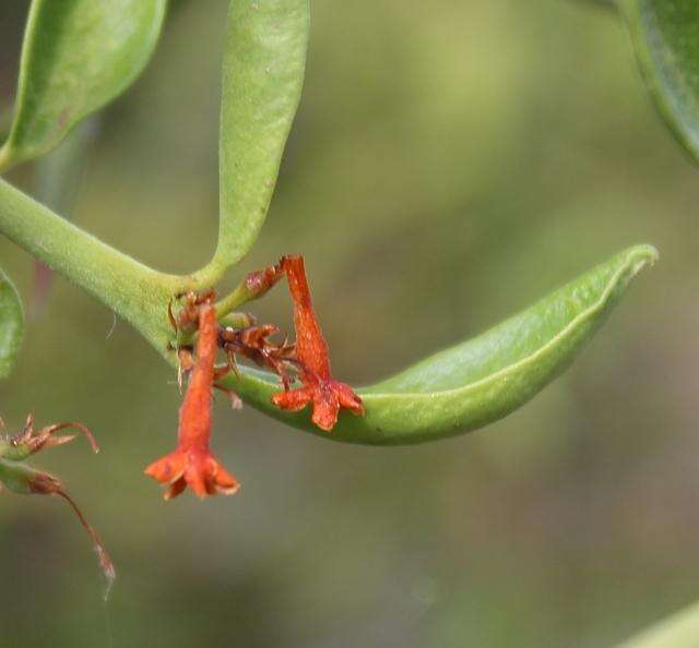 Image de Carissa haematocarpa (Eckl.) A. DC.