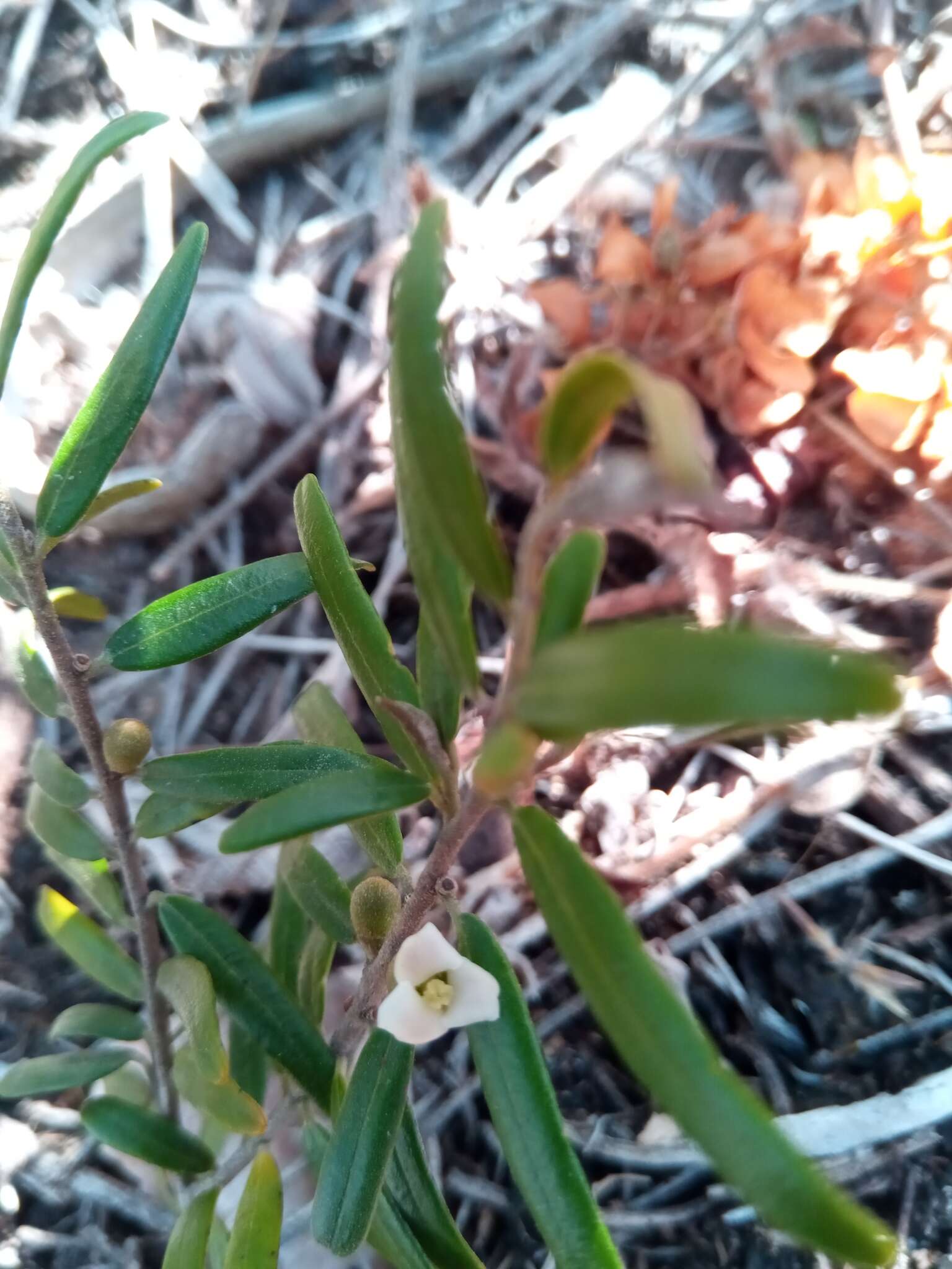 Sivun Diospyros danguyana H. Perrier kuva