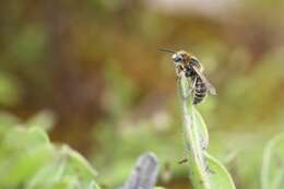 Image of Mason bee