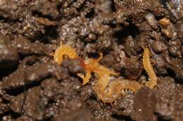 Image of boreal yellow-headed soil centipede