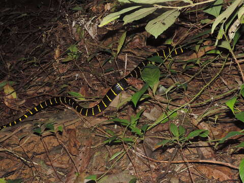 Image of Boiga dendrophila annectens (Boulenger 1896)