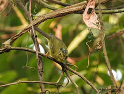 Image of Green-crowned Warbler