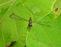 Plancia ëd Lyriothemis acigastra (Selys 1878)