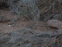 Image of Western Rock Elephant Shrew