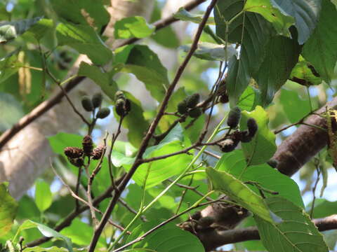 Imagem de Alnus formosana (Burkill) Makino