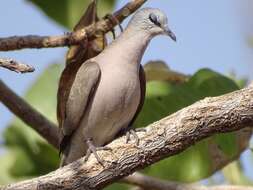 Image of Black-billed Dove