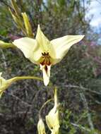 Imagem de Gladiolus leptosiphon F. Bolus