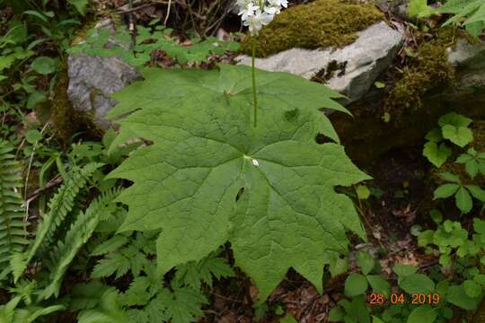 Image of American umbrellaleaf