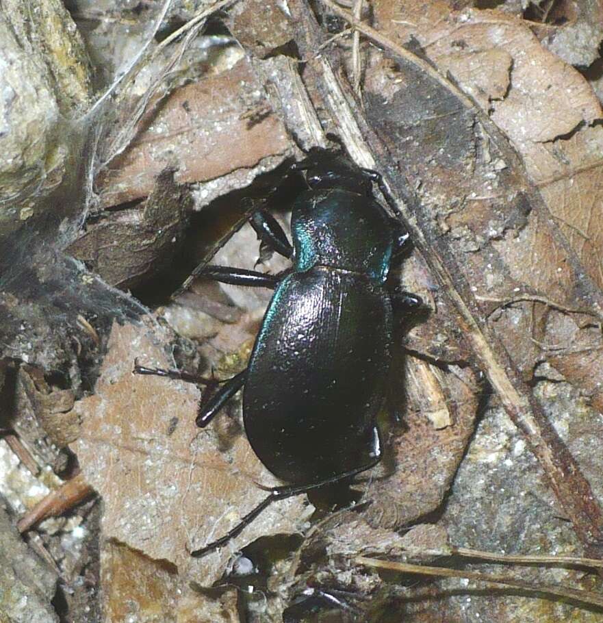 Imagem de Carabus (Archicarabus) monticola Dejean 1826