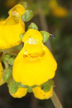 Image of Calceolaria germainii Witasek