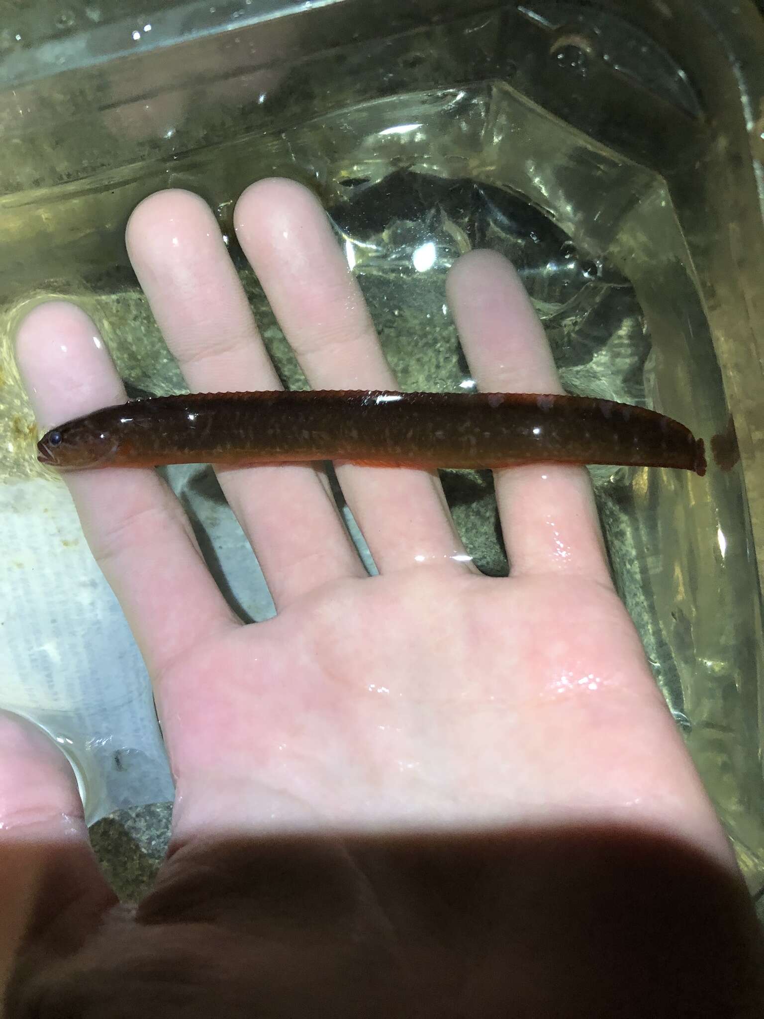 Image of Belted blenny