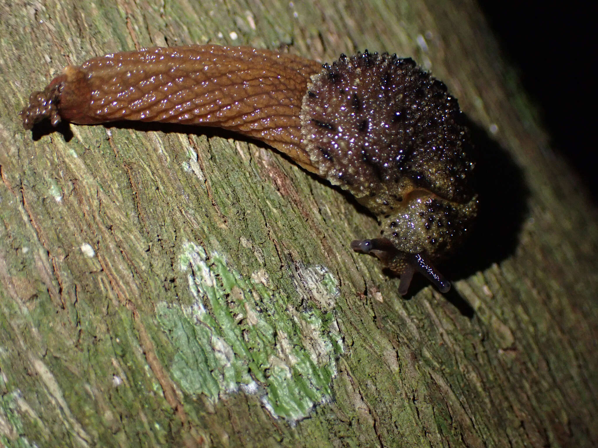 Image of Stanisicarion aquila