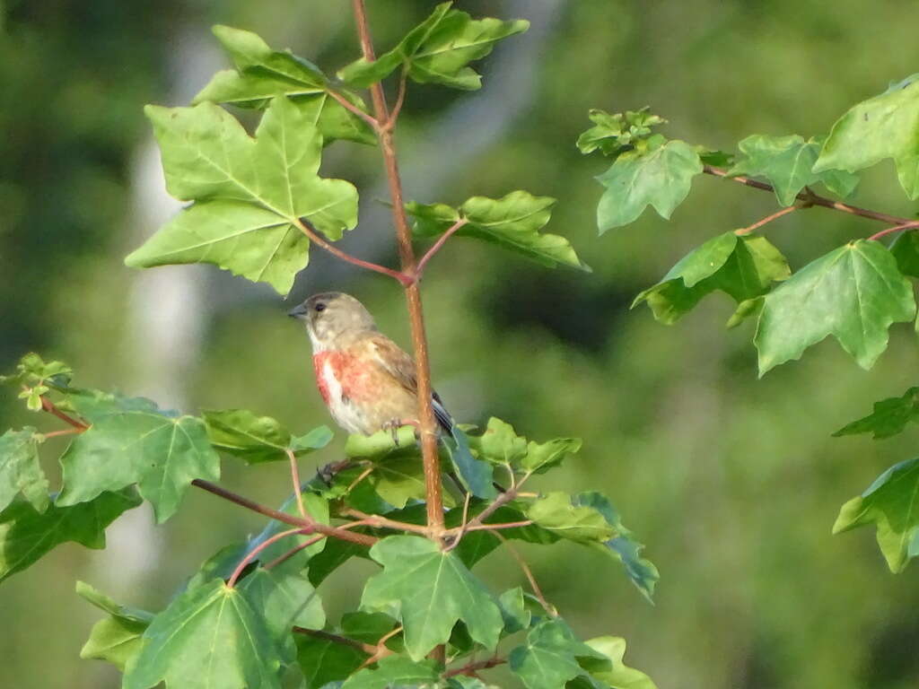 Image of Linnets