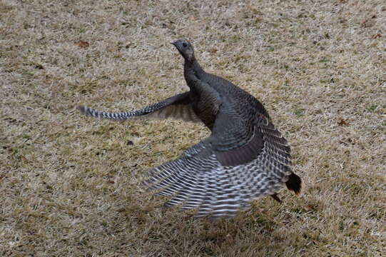 Imagem de Meleagris gallopavo intermedia Sennett 1879