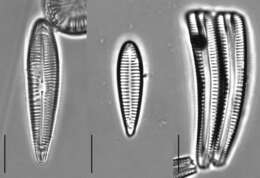 Image of Rhoicospheniaceae