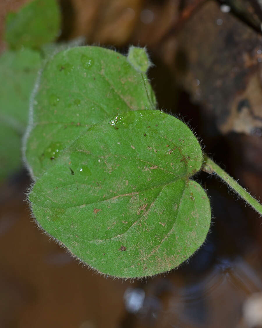 Image of Kickxia spuria subsp. integrifolia (Brot.) R. Fernandes