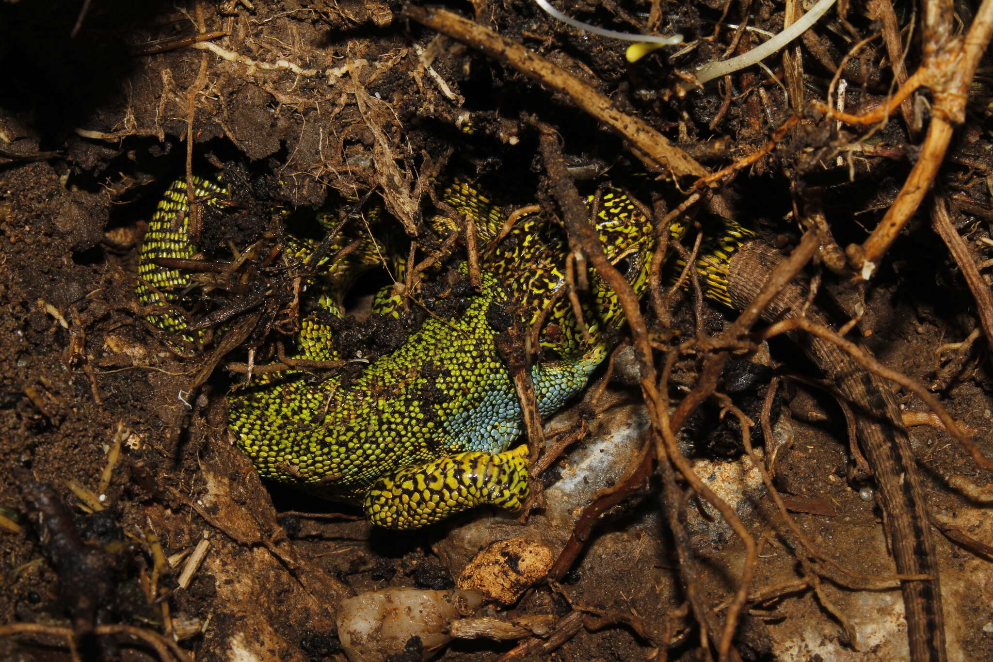 Image of Lacerta diplochondrodes cariensis