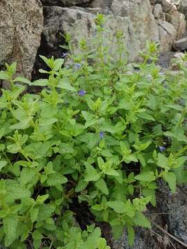 Image of Lophanthus chinensis Benth.