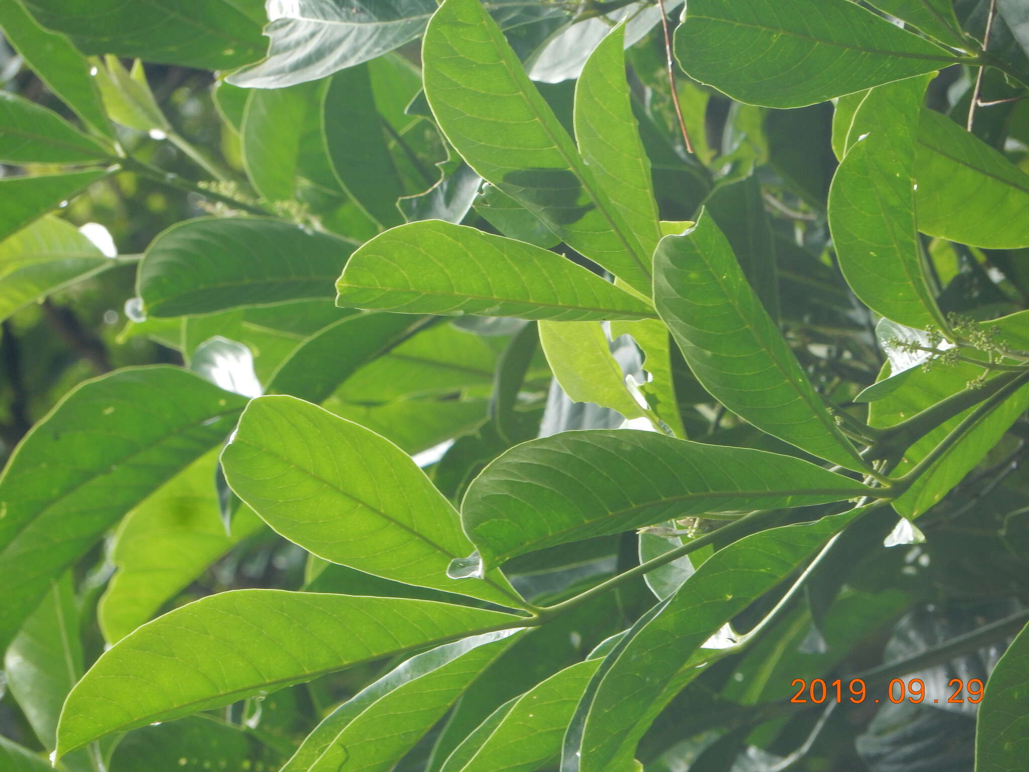 Image de Melicope semecarpifolia (Merr.) T. G. Hartley