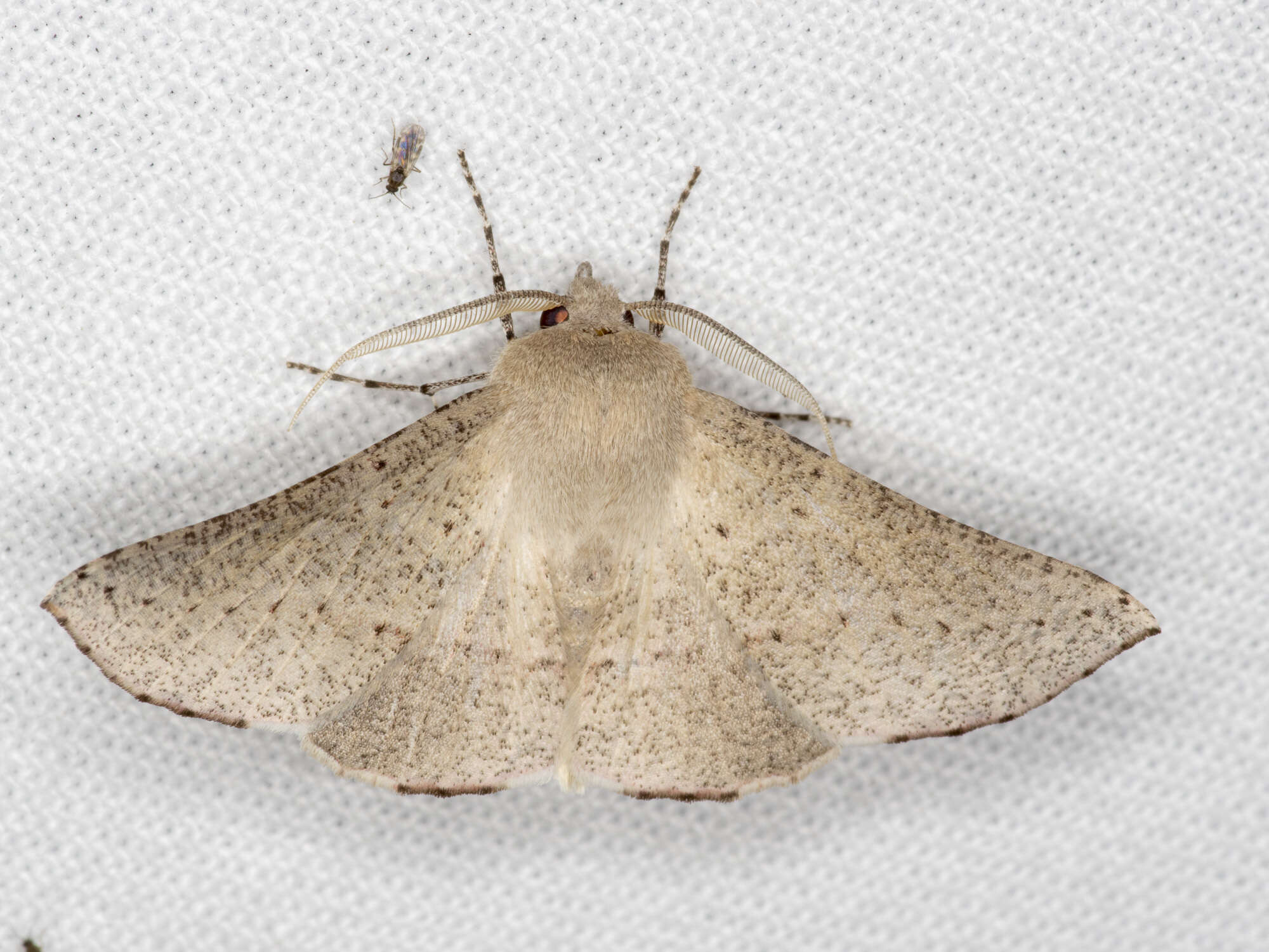 Image of Oenochroma subustaria Walker 1860