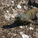 Image of Acklin's Ground Iguana