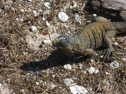 Image of Acklin's Ground Iguana