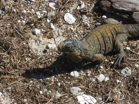 Sivun Cyclura rileyi Stejneger 1903 kuva