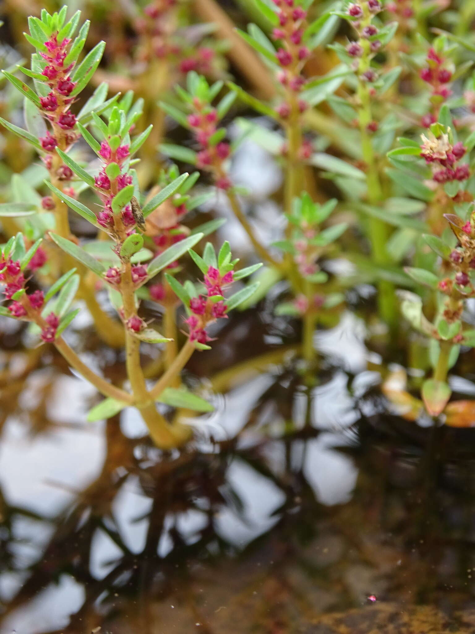 Image of Rotala malampuzhensis R. V. Nair ex C. D. K. Cook