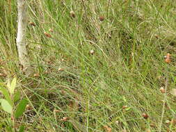 Image of Fimbristylis tetragona R. Br.