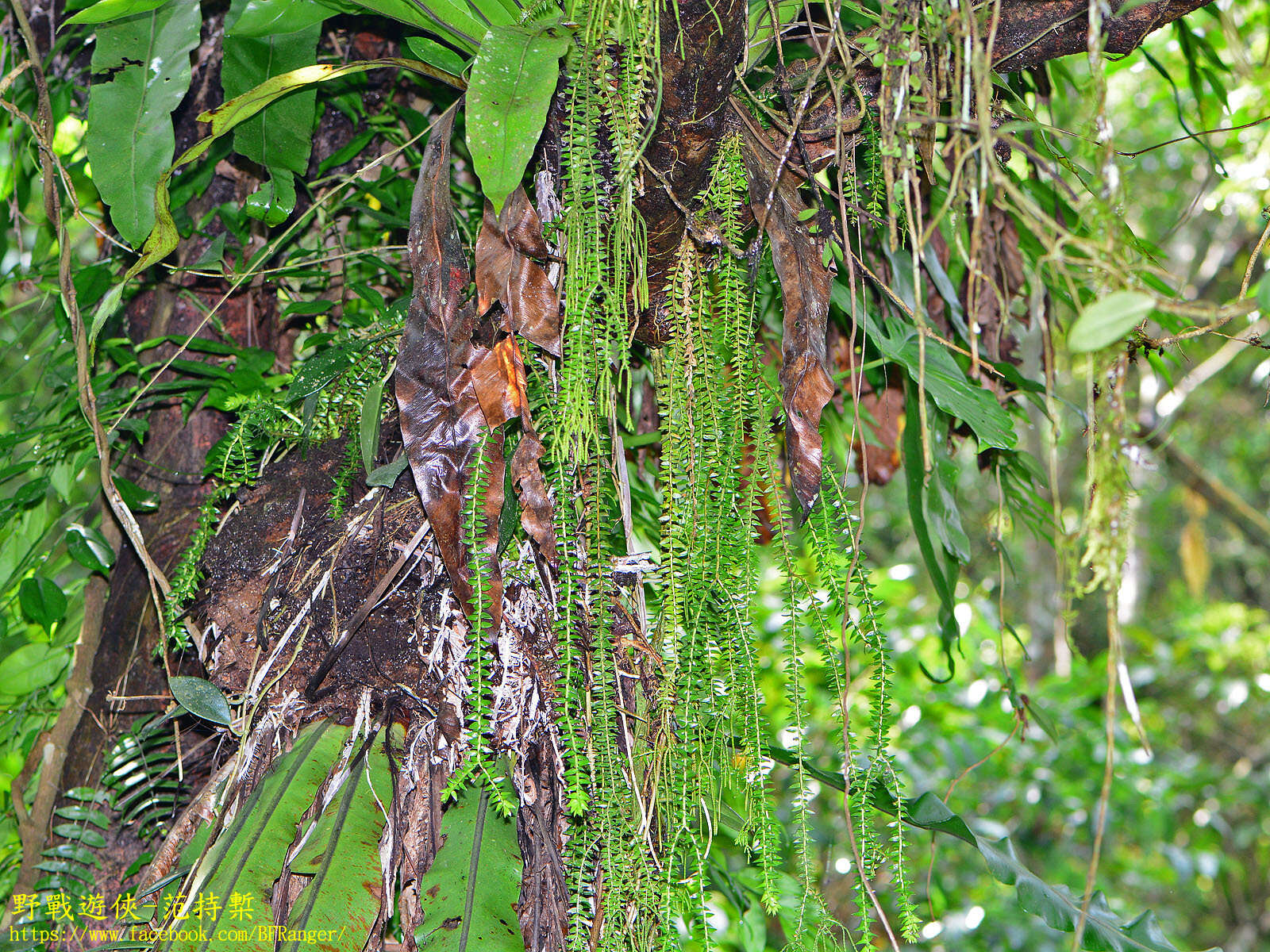 Image of tassel fern